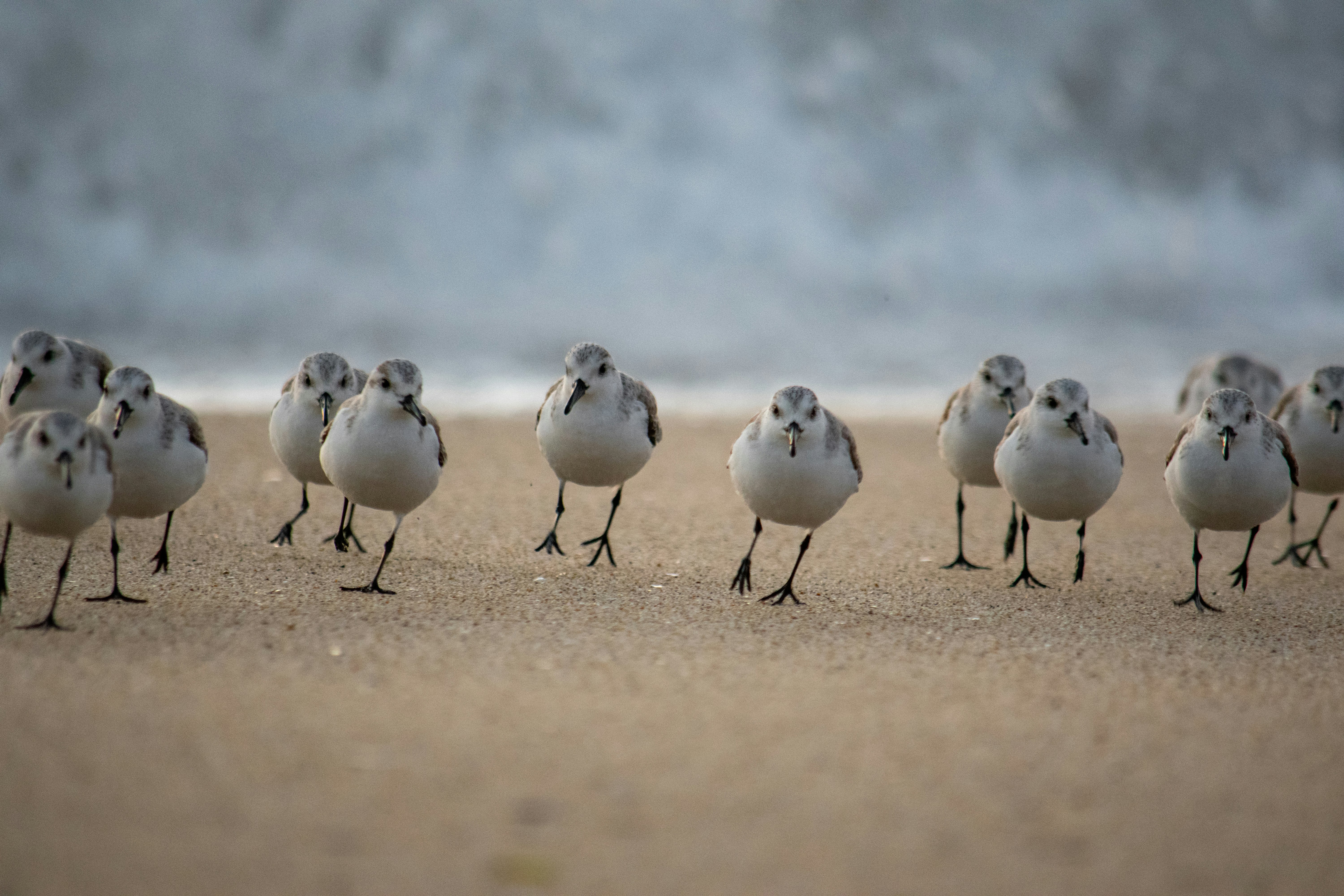 white and black birds on brown sand during daytime